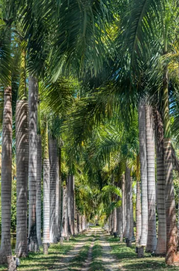 Paisagismo Exuberante